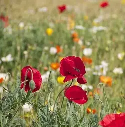Wildflower garden