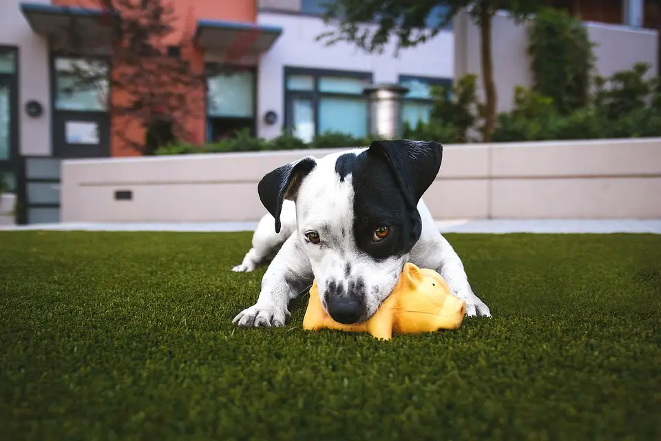 dog on artificial lawn