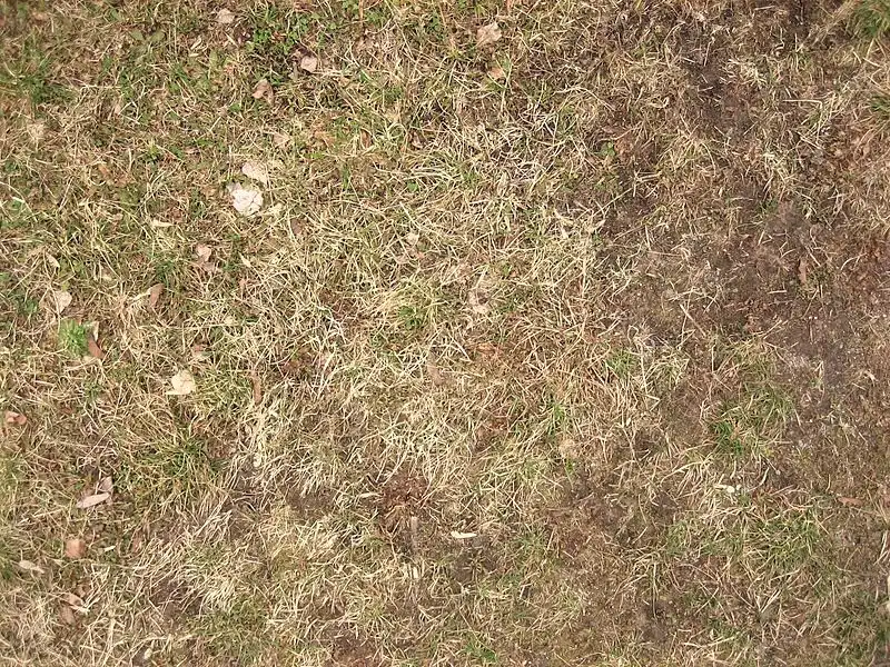 Short dry grass