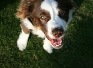 Happy dog