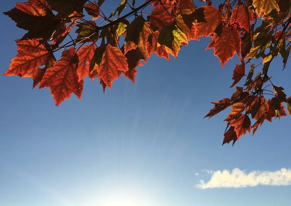 Autumn leaves