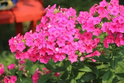 Pink Phlox
