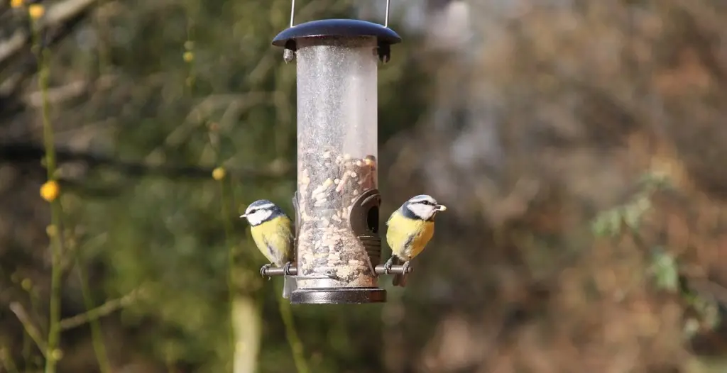 Garden birds